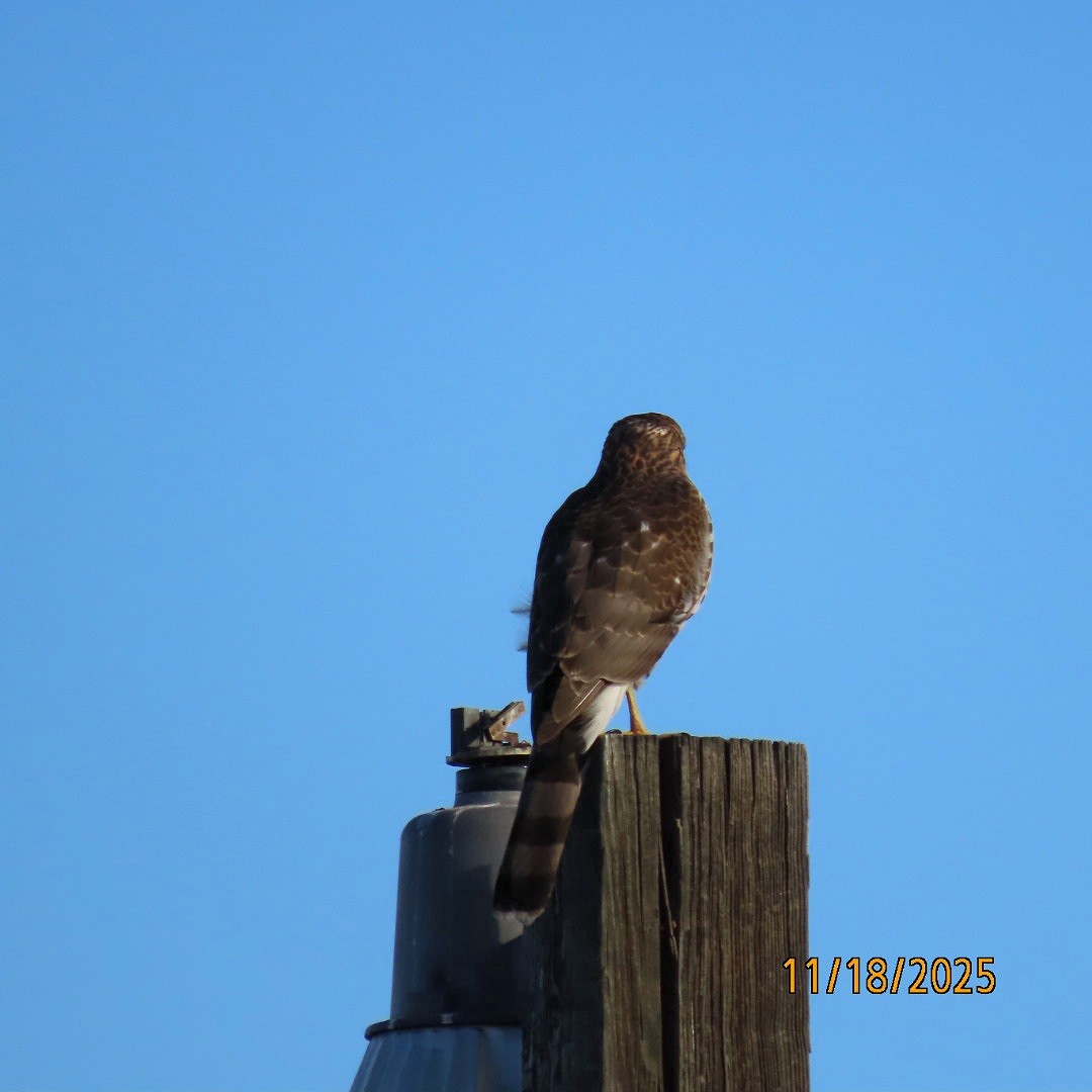 Cooper's Hawk - ML645472079
