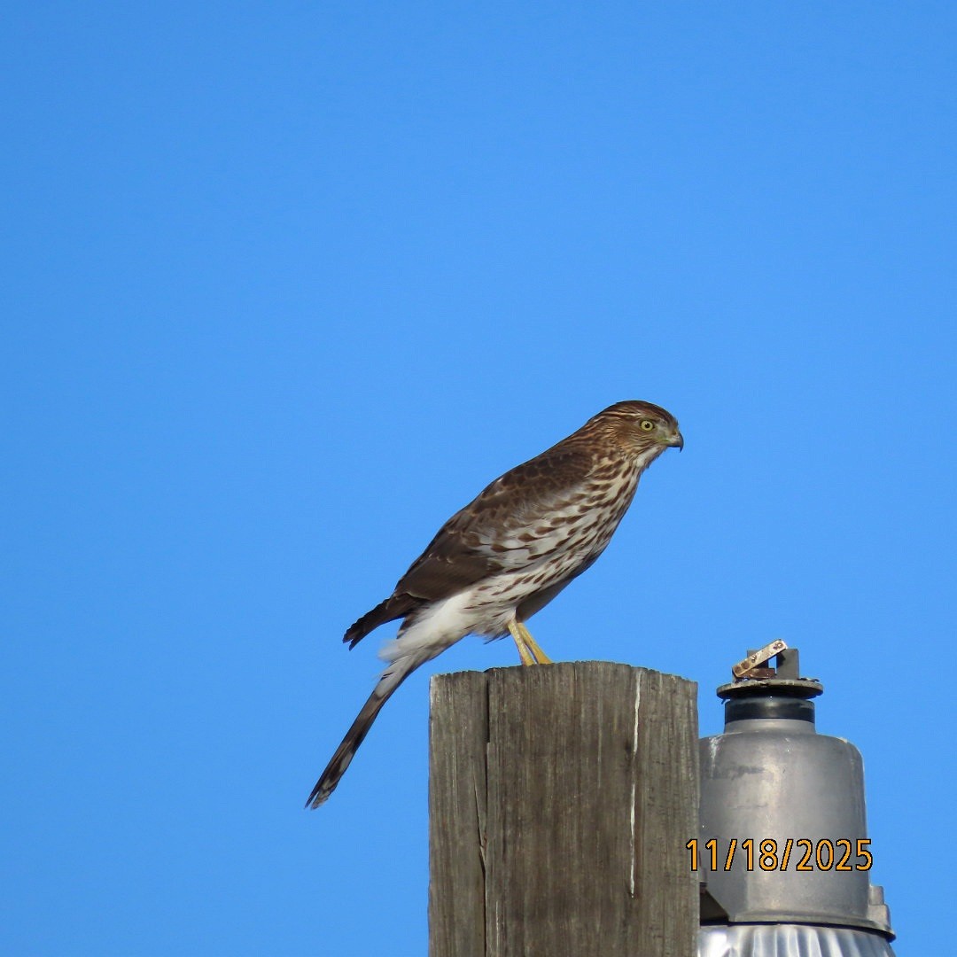 Cooper's Hawk - ML645472080