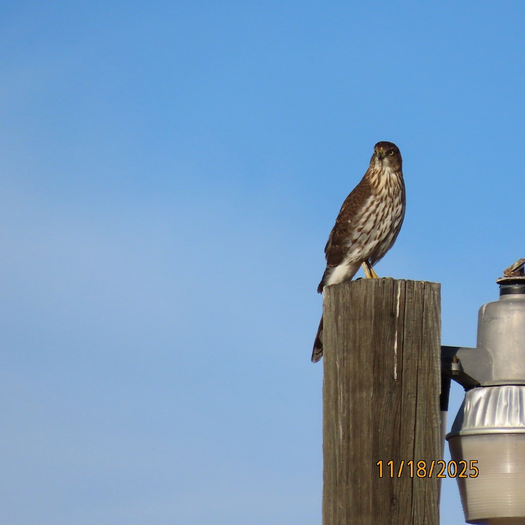 Cooper's Hawk - ML645472081