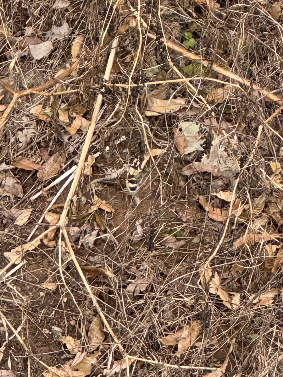 Yellow-throated Bunting - ML645472093