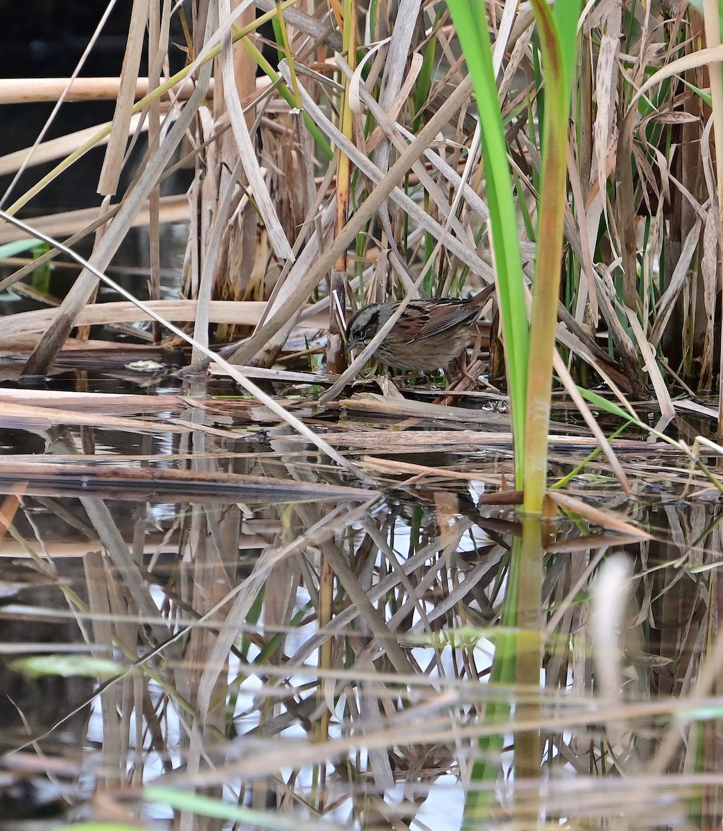 Swamp Sparrow - ML645472098