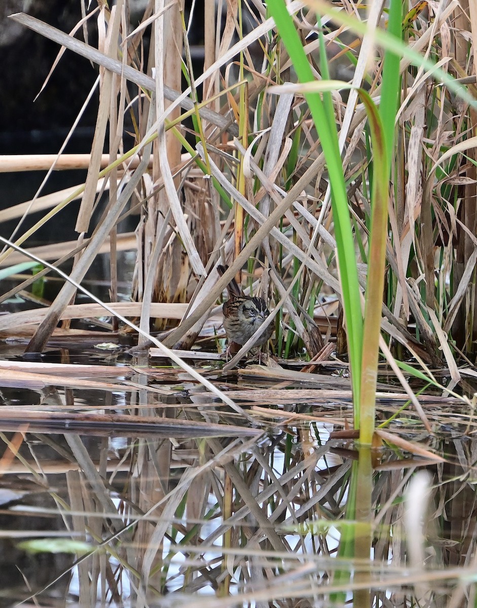 Swamp Sparrow - ML645472099