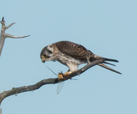 Merlin (Taiga) - ML645472100