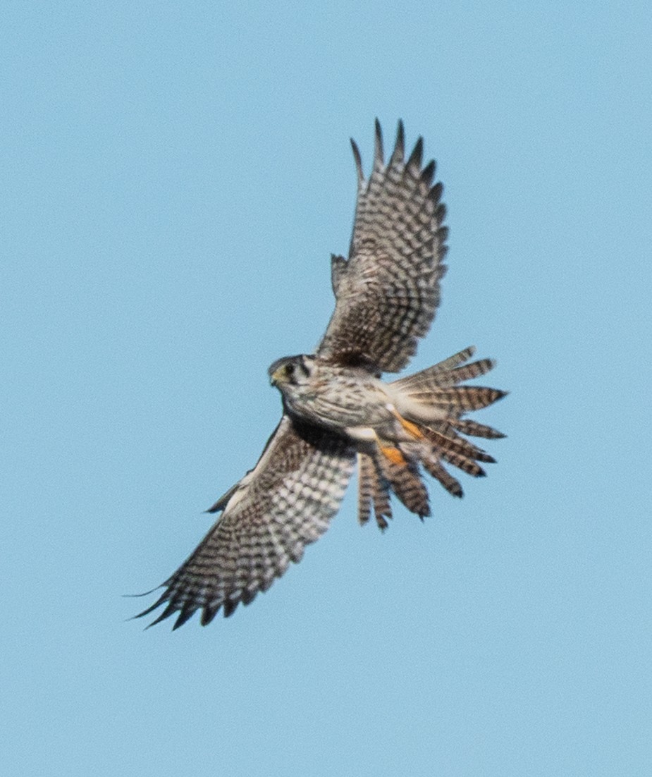 Merlin (Taiga) - ML645472101