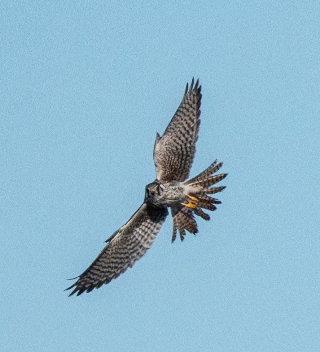 Merlin (Taiga) - ML645472102