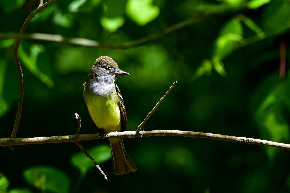 Копетон чубатий - ML645472111