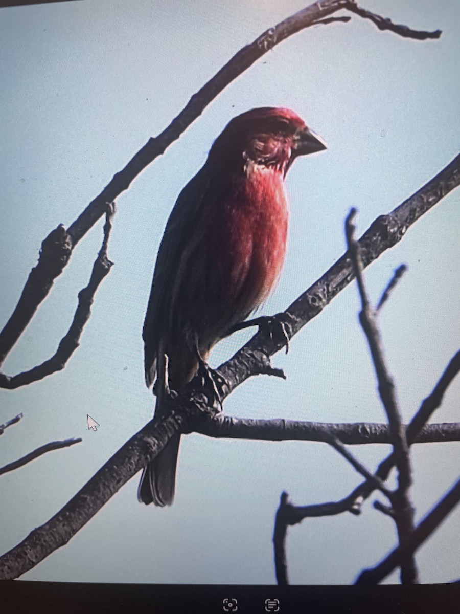 House Finch - ML645472113