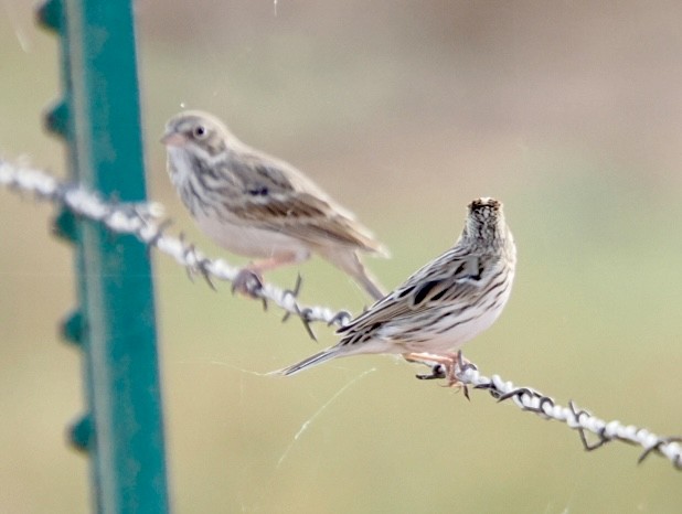 Vesper Sparrow - ML645472118