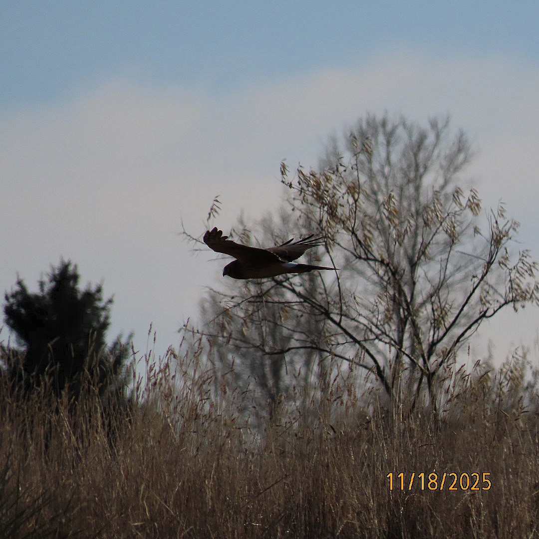 Лунь американський - ML645472119