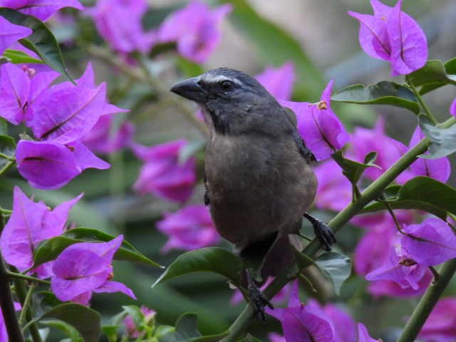 Cinnamon-bellied Saltator - ML645472135