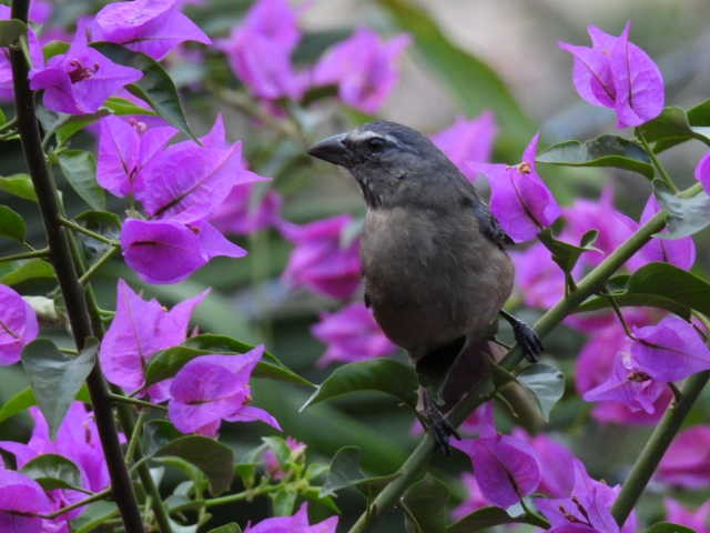 Cinnamon-bellied Saltator - ML645472136