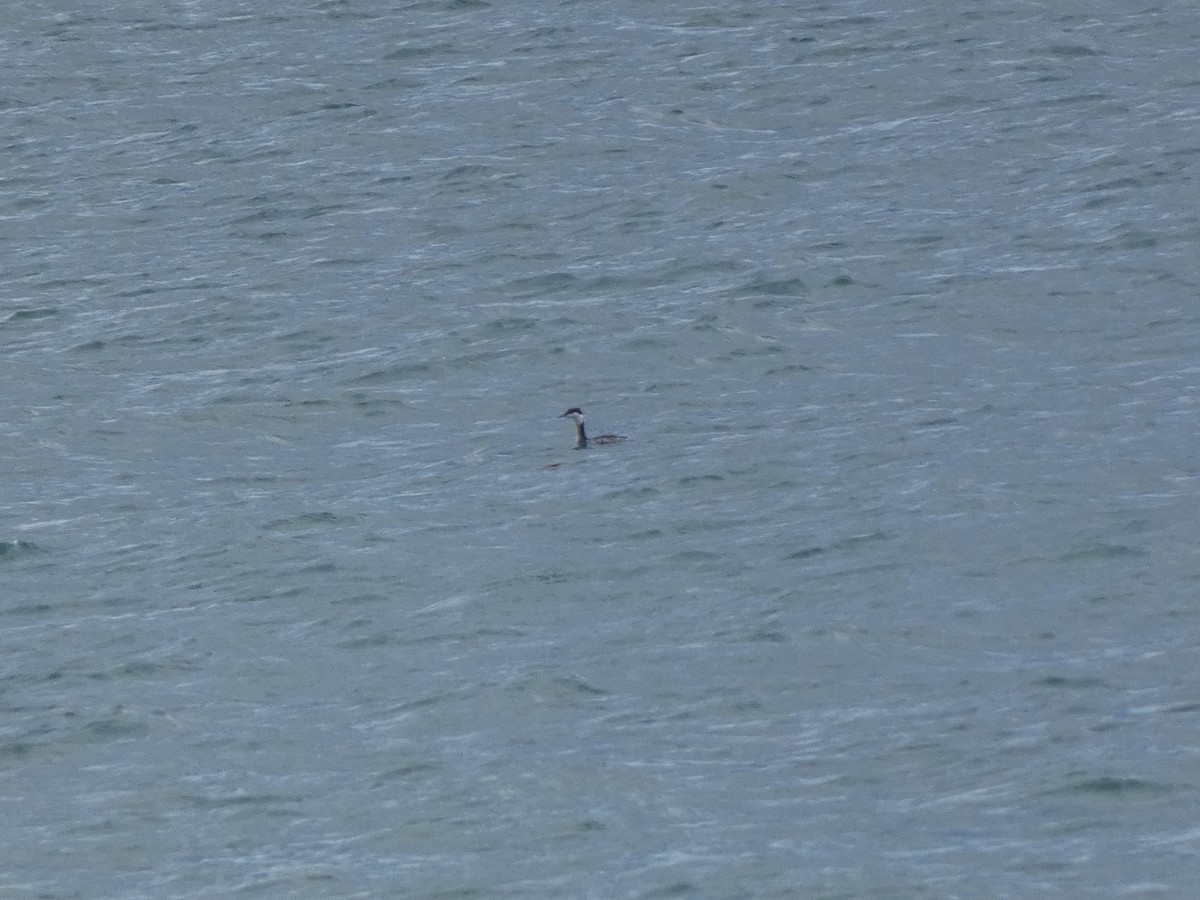 Красношейная поганка - ML645472138