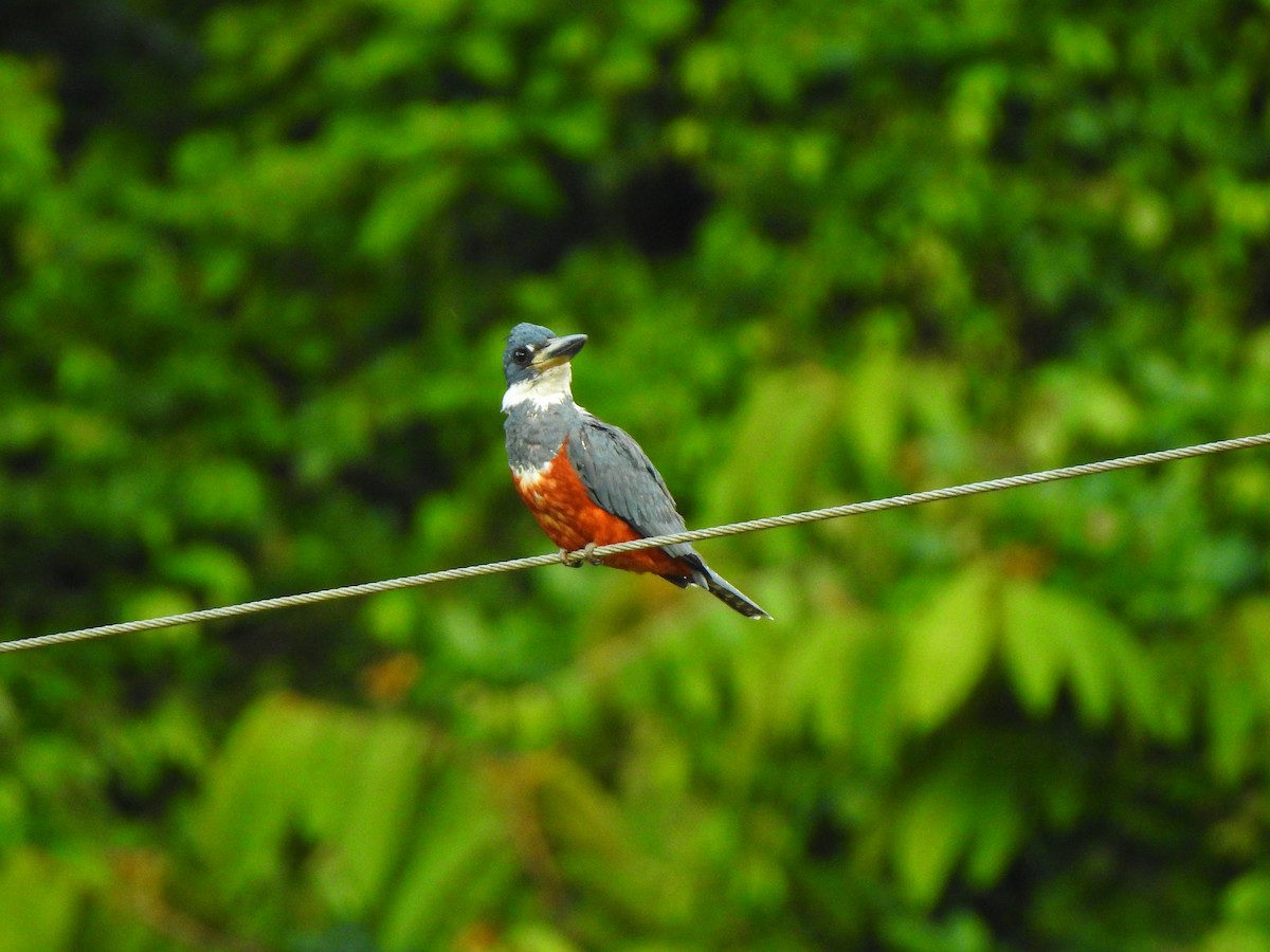 Ringed Kingfisher - ML645472145