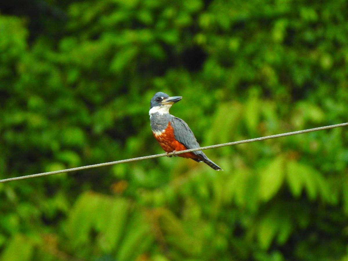 Ringed Kingfisher - ML645472146