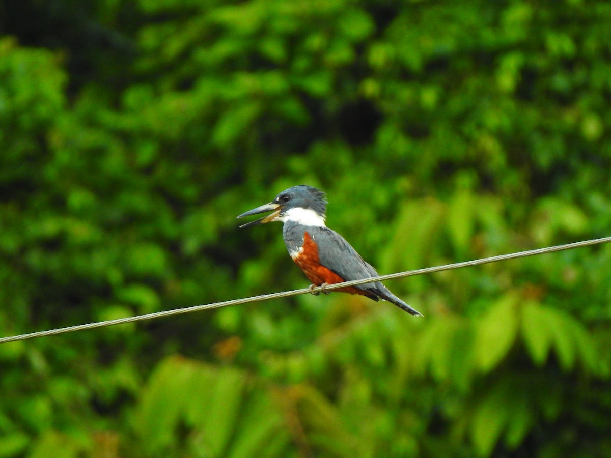 Ringed Kingfisher - ML645472147