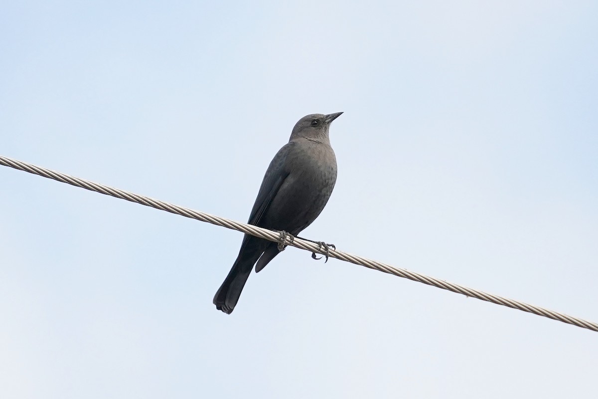 Brewer Karatavuğu - ML645472149