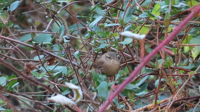 Winter Wren - ML645472175