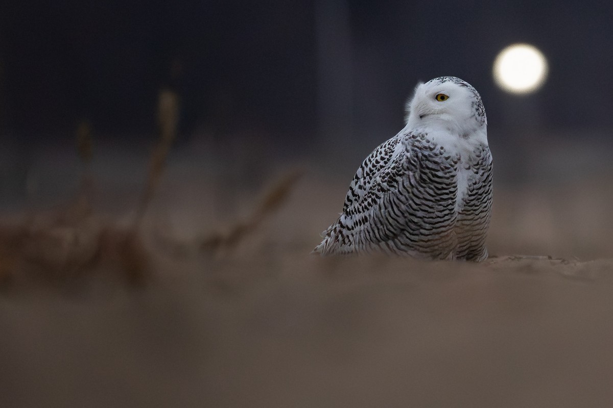 Harfang des neiges - ML645472183