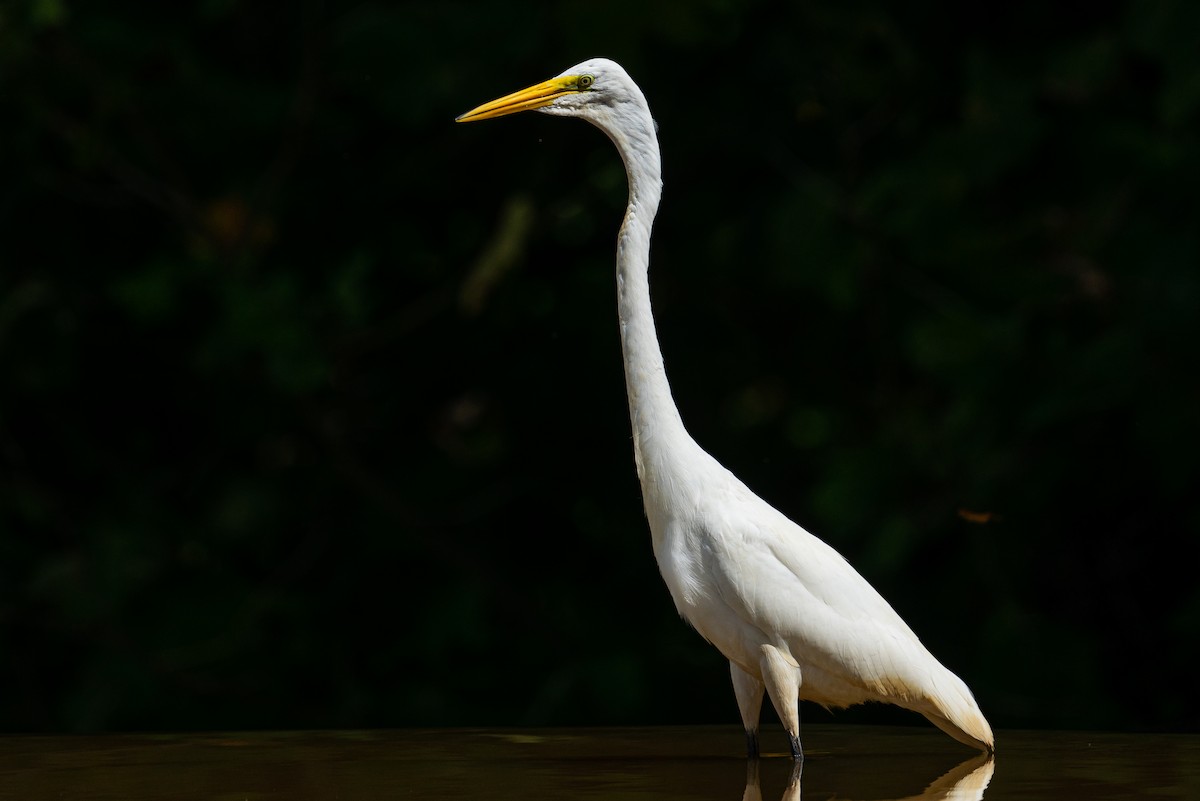 Great Egret - ML645472186