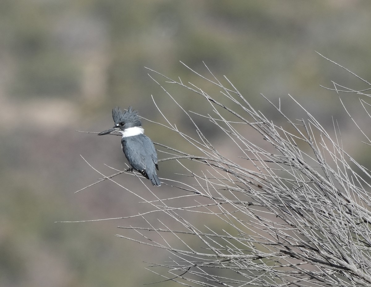 שלדג אמריקני - ML645472188
