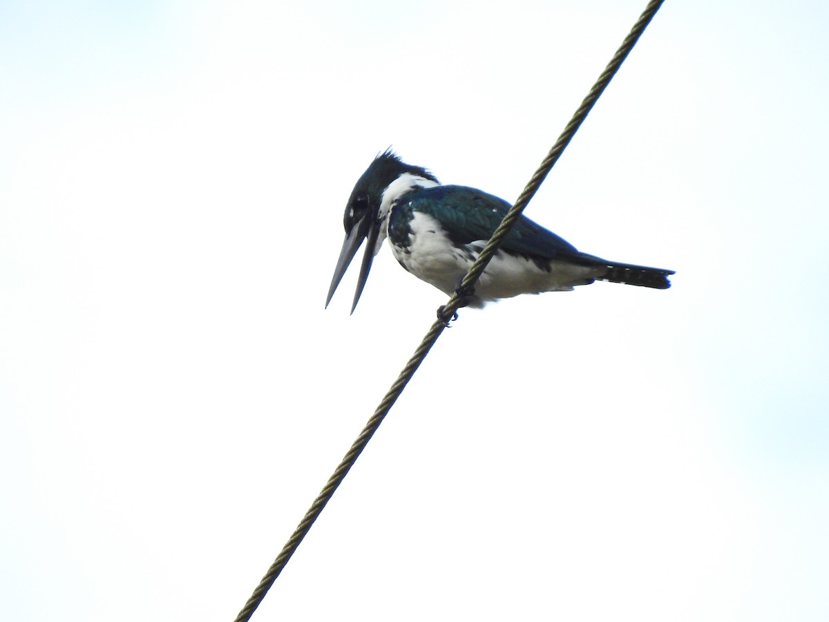 Amazon Kingfisher - ML645472189