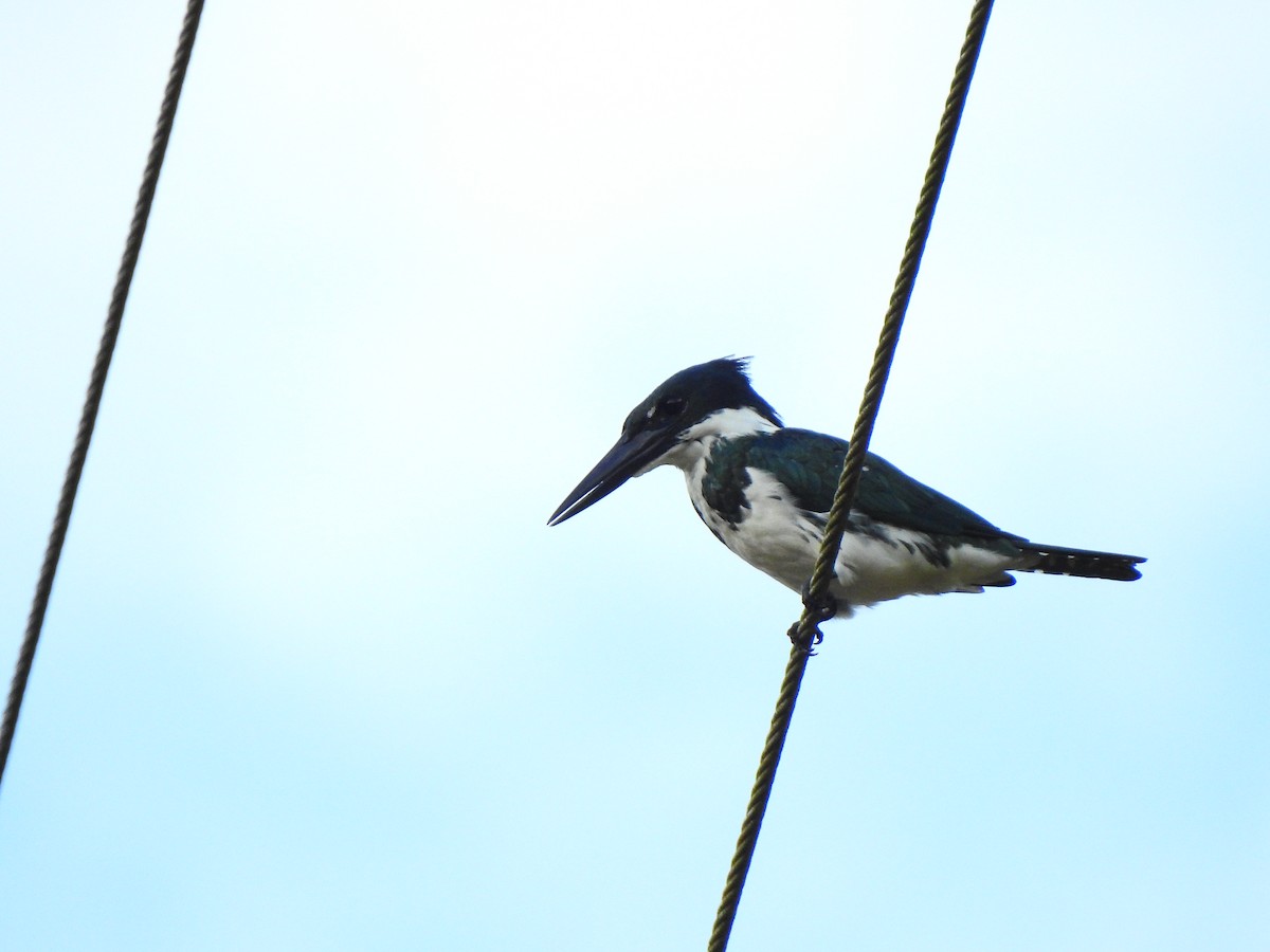 Amazon Kingfisher - ML645472190