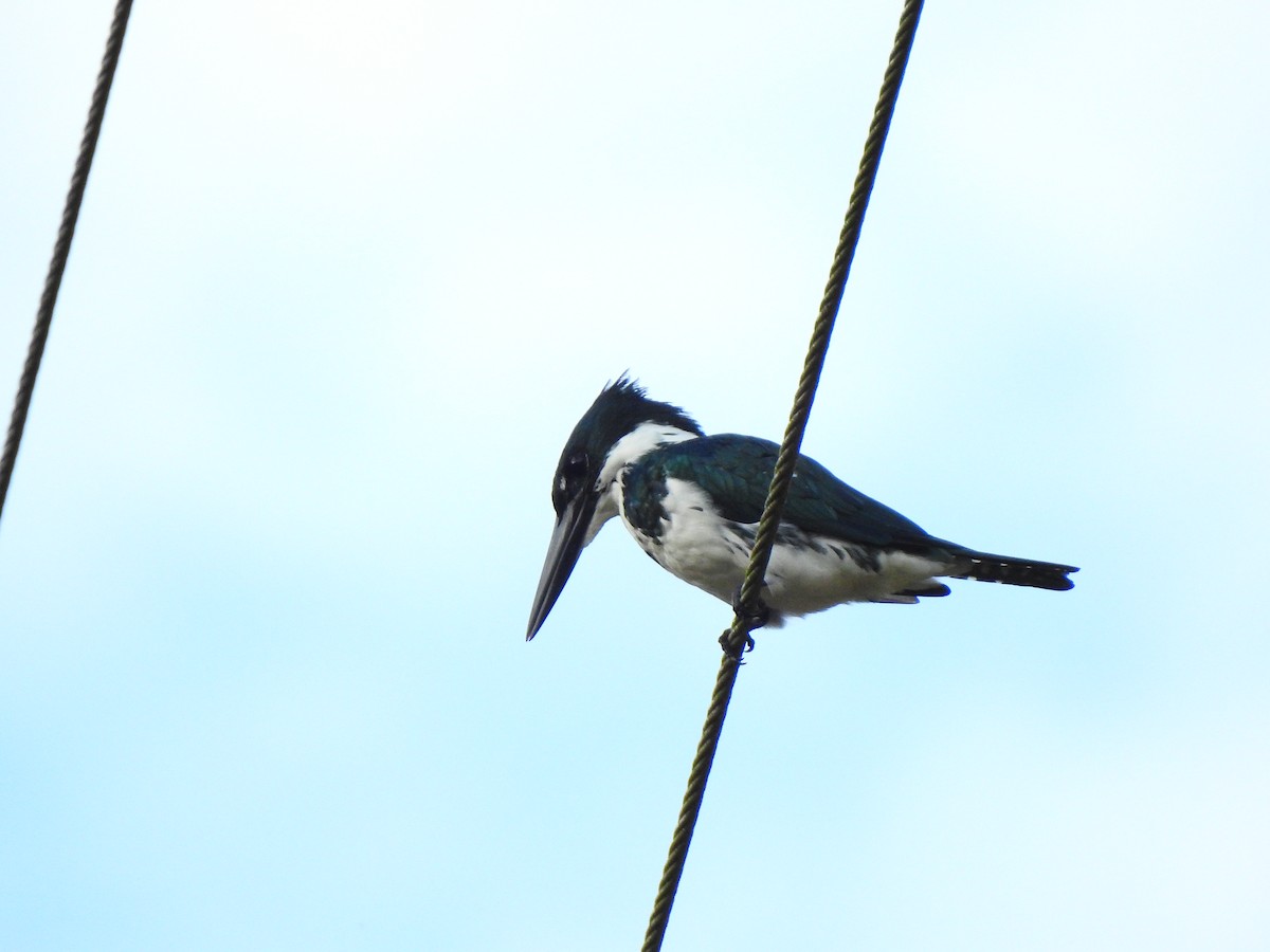 Amazon Kingfisher - ML645472191
