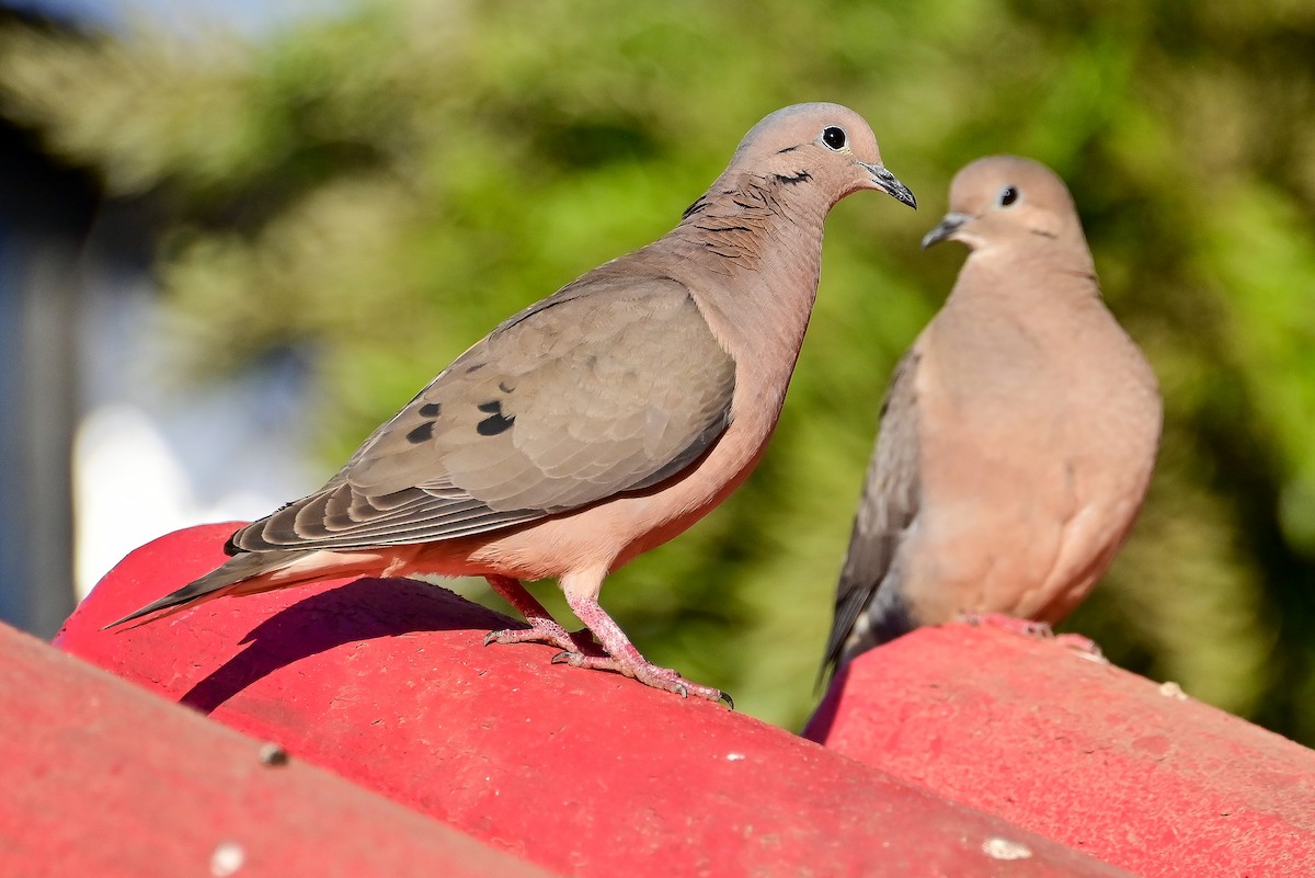 Eared Dove - ML645472206