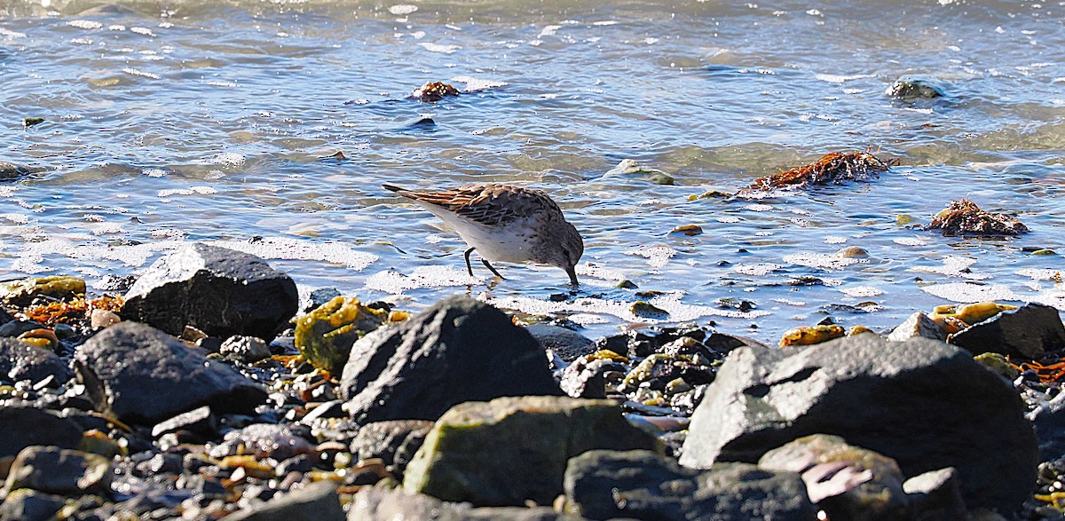 jespák tundrový - ML645472208