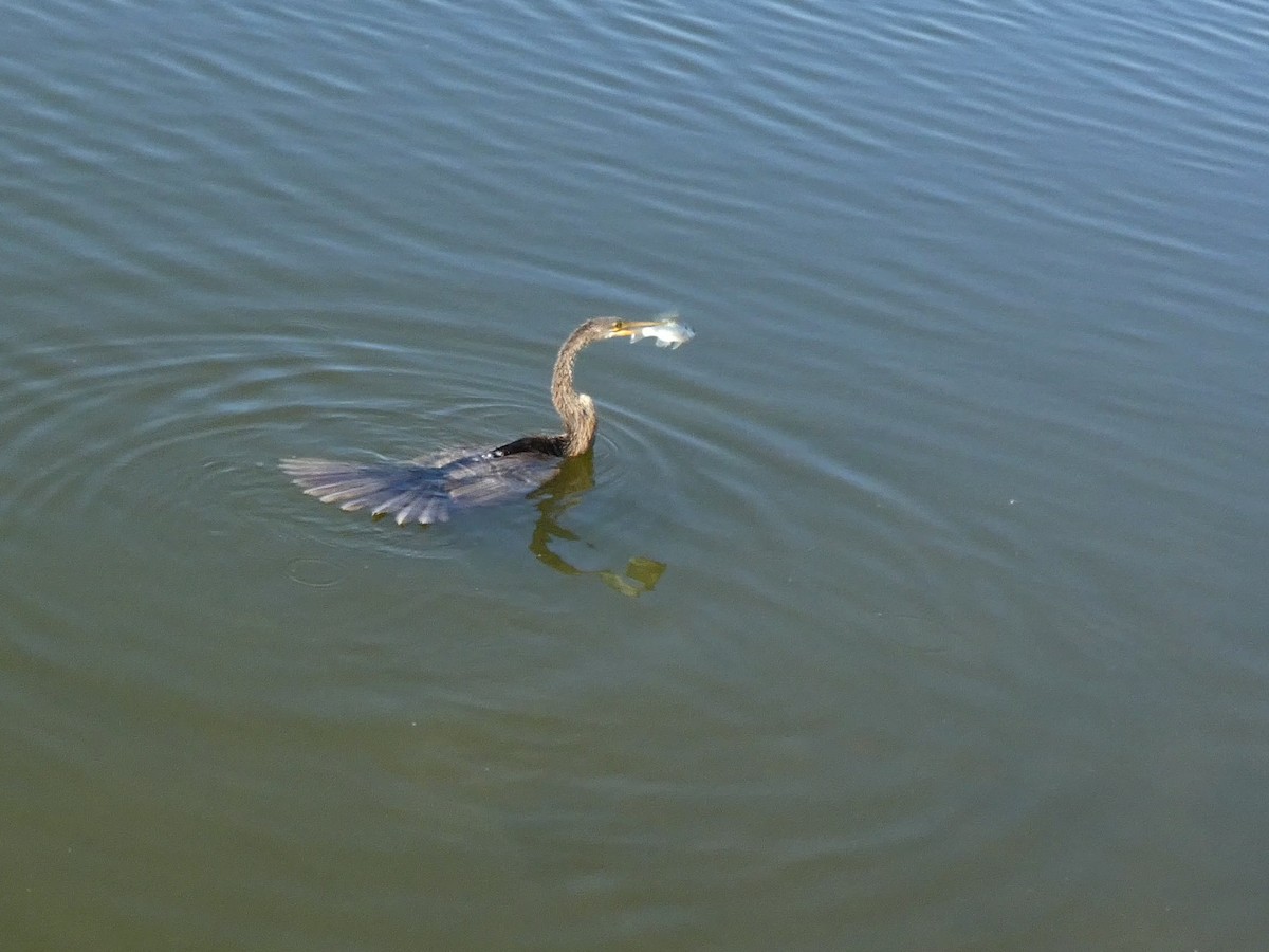 anhinga americká - ML645472215