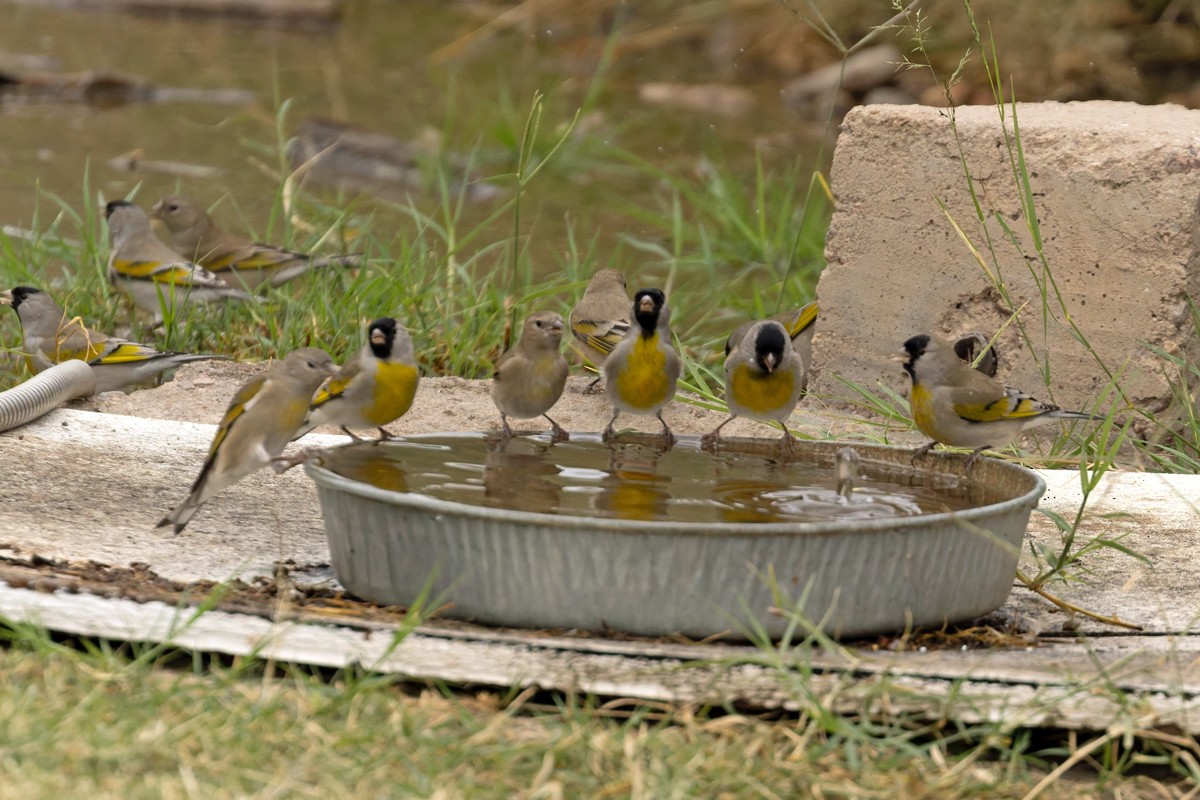 Lawrence's Goldfinch - ML645472217