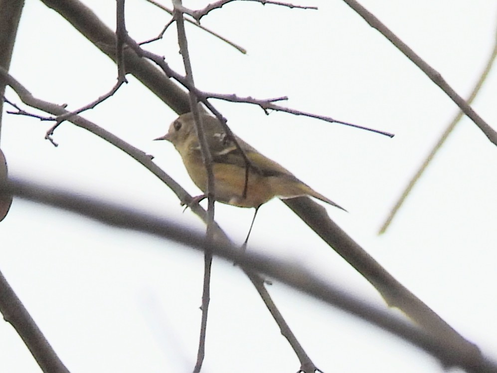 Ruby-crowned Kinglet - ML645472225
