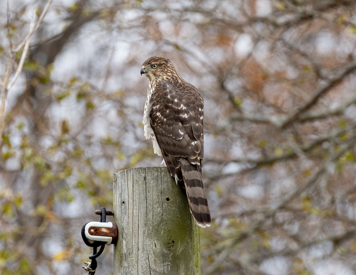 Cooper's Hawk - ML645472229