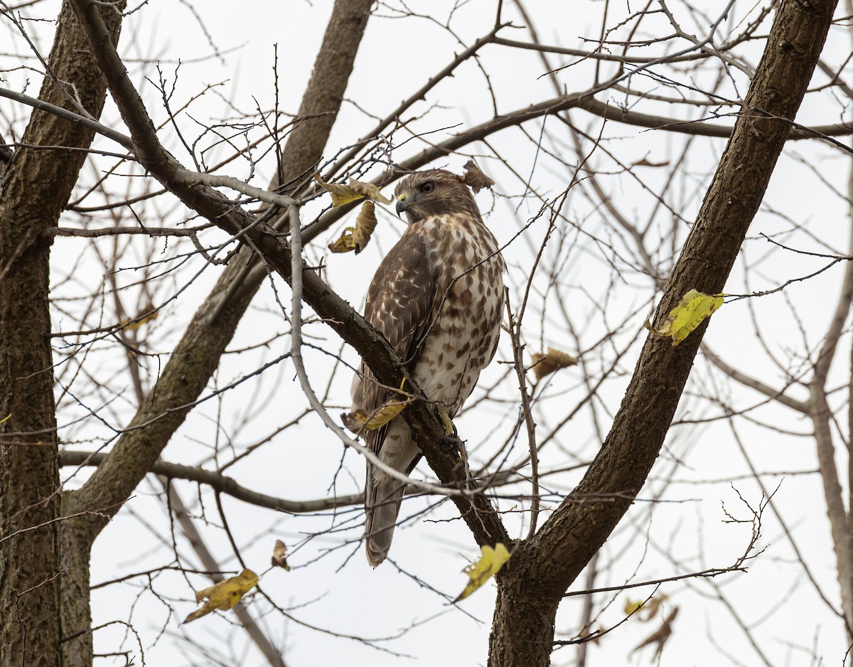 Red-shouldered Hawk - ML645472231