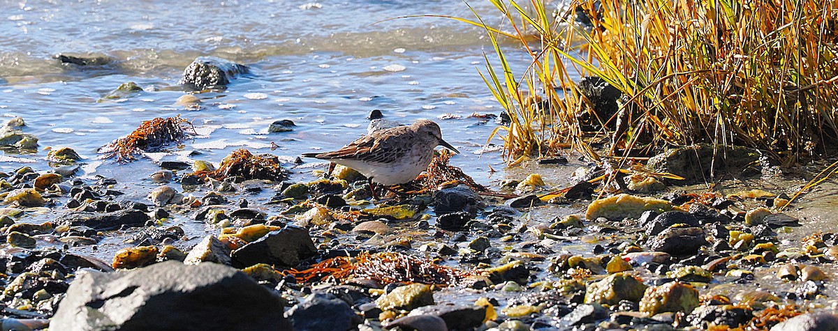 jespák tundrový - ML645472233