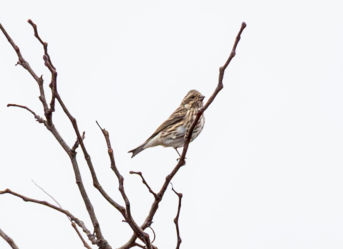 hýl nachový - ML645472237