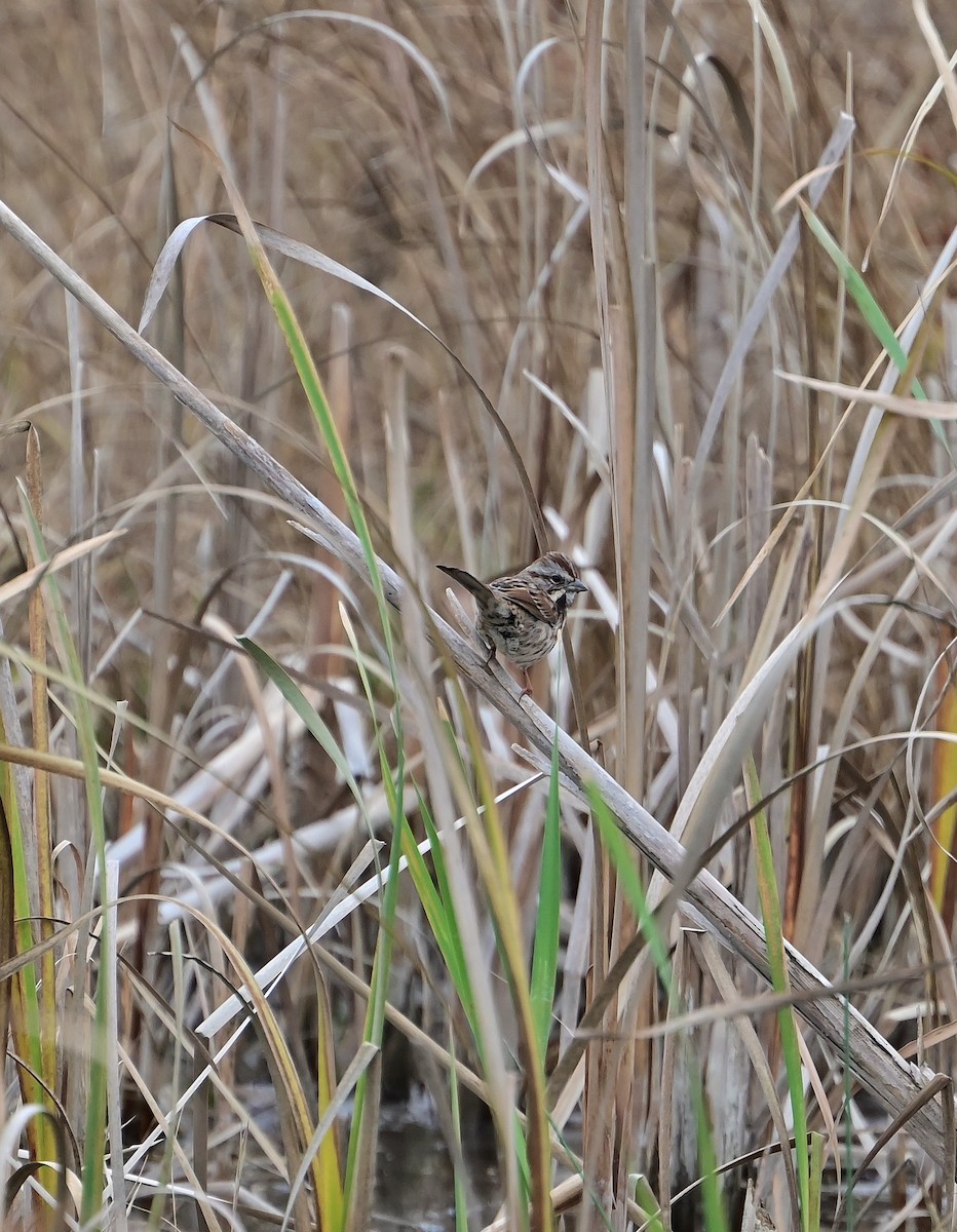 ウタスズメ - ML645472239