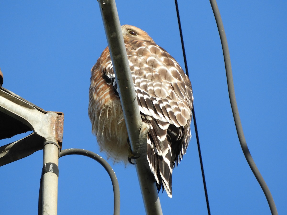 Red-shouldered Hawk - ML645472245