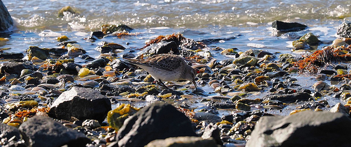 jespák tundrový - ML645472251