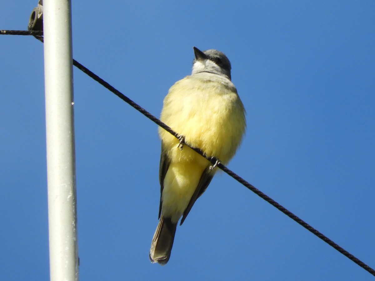 ハシボソタイランチョウ - ML645472256