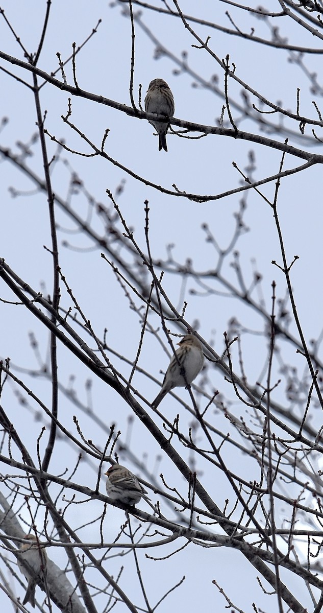 Redpoll - ML645472261
