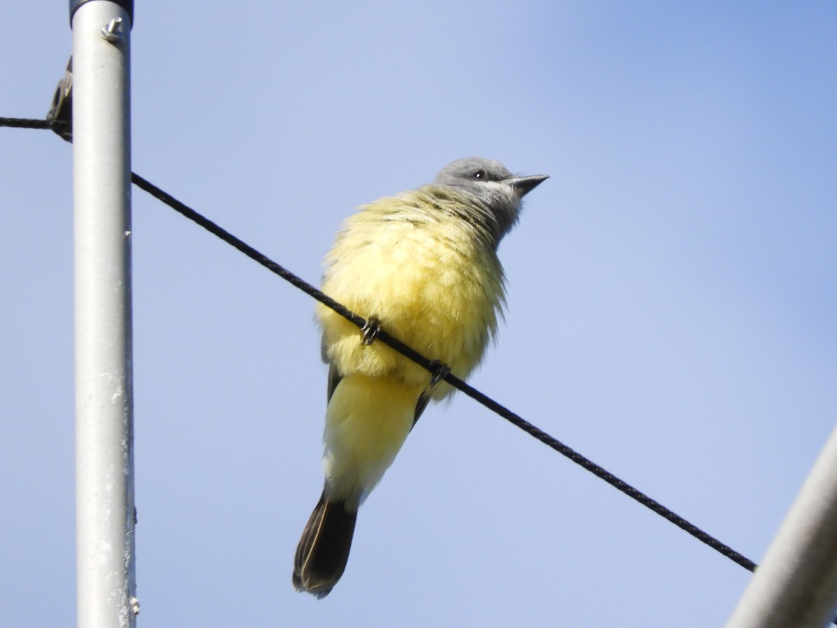 ハシボソタイランチョウ - ML645472262