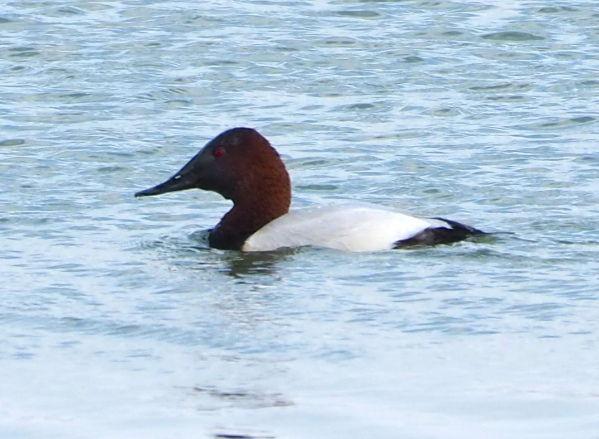 Canvasback - ML645472267