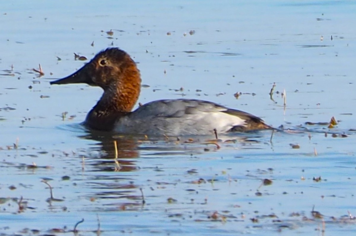 Canvasback - ML645472268