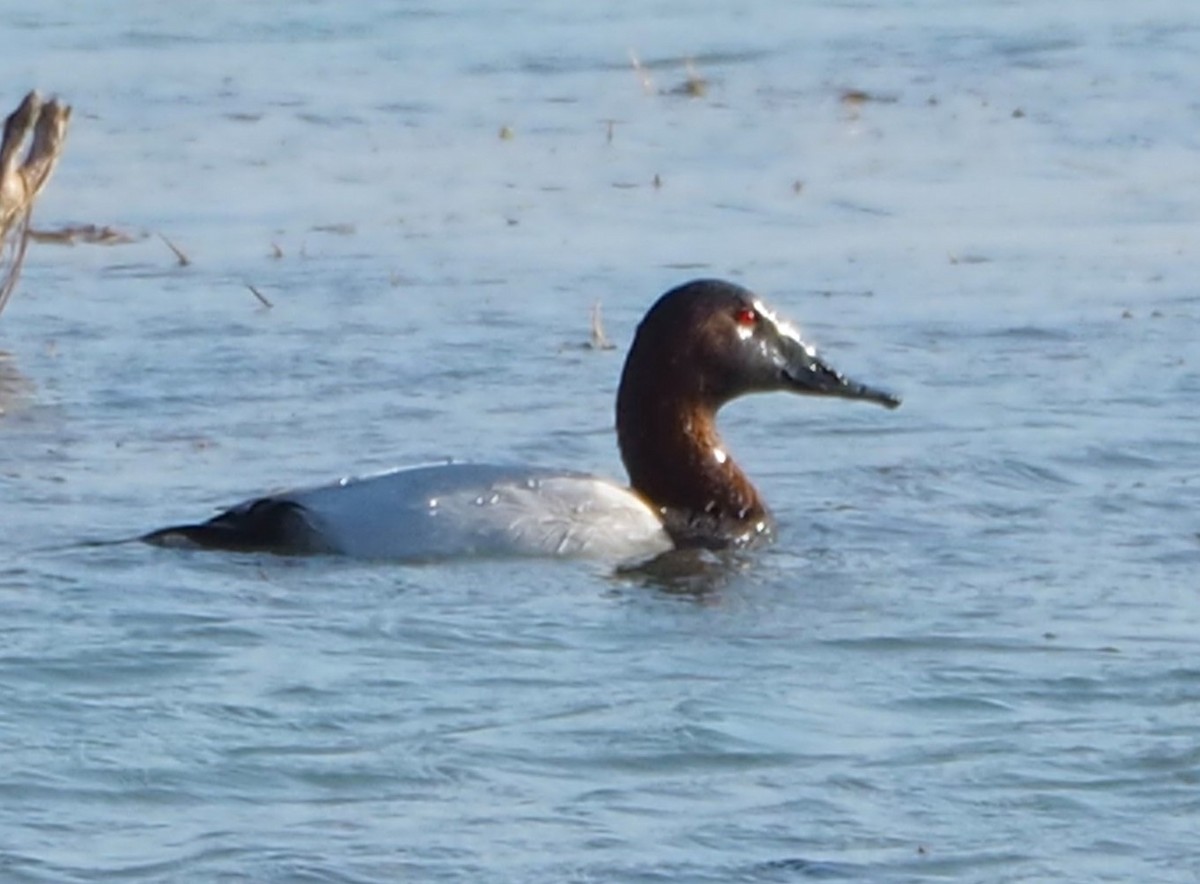 Canvasback - ML645472269