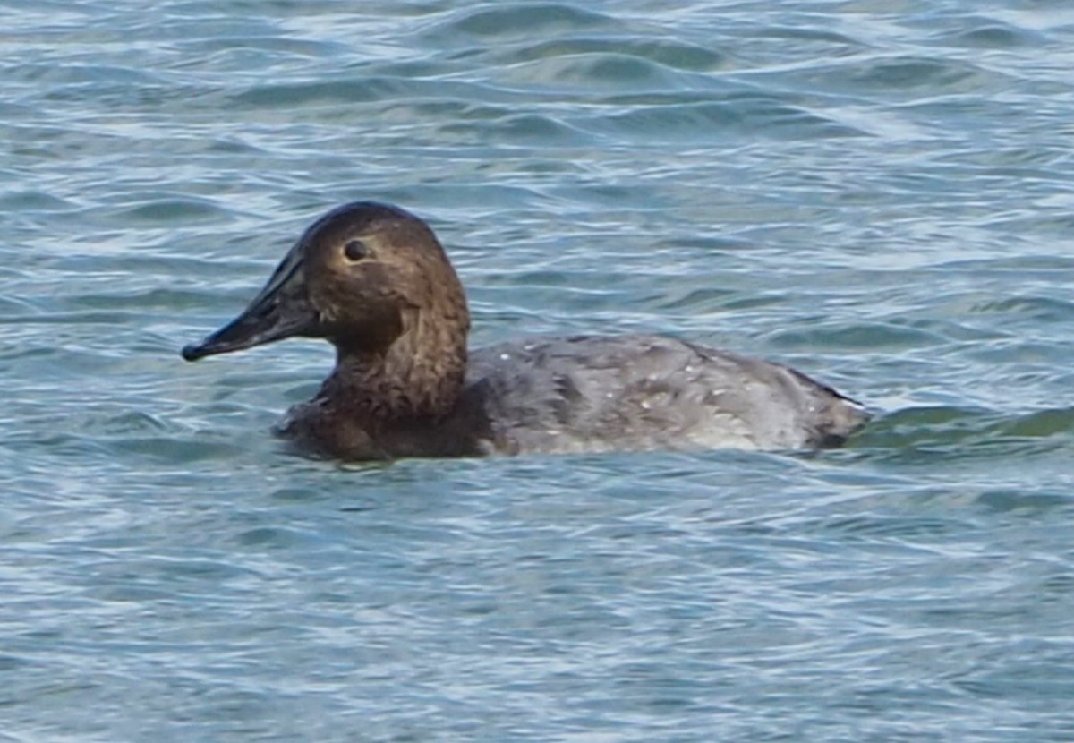 Canvasback - ML645472270