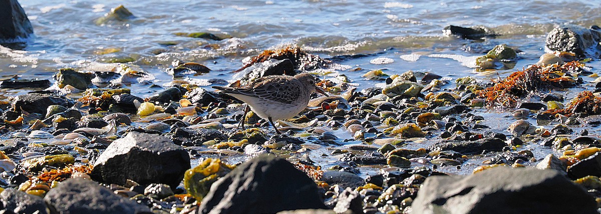 jespák tundrový - ML645472272