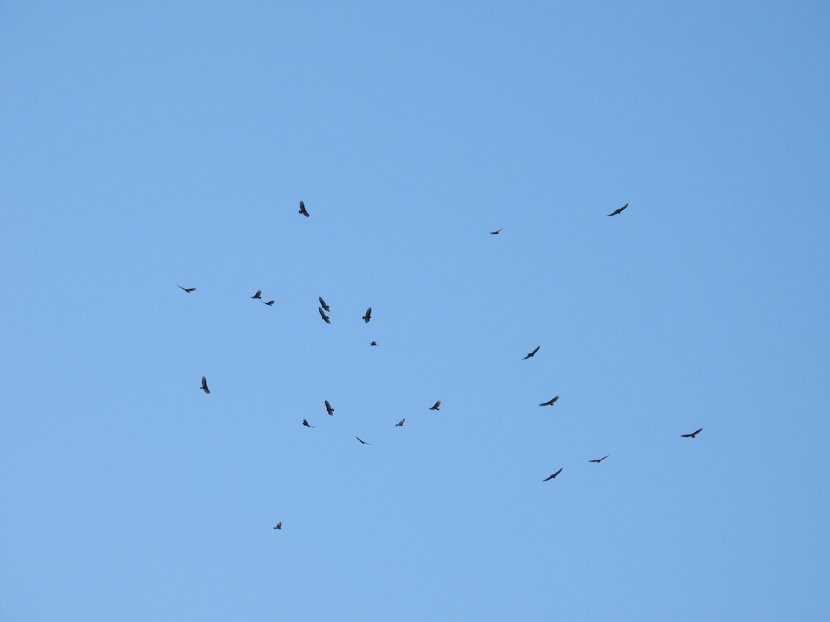 Turkey Vulture - ML645472274