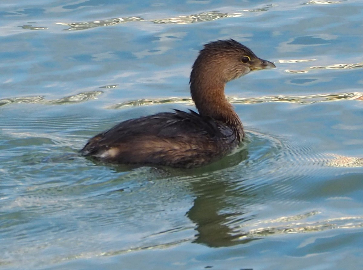 Pied-billed Grebe - ML645472278