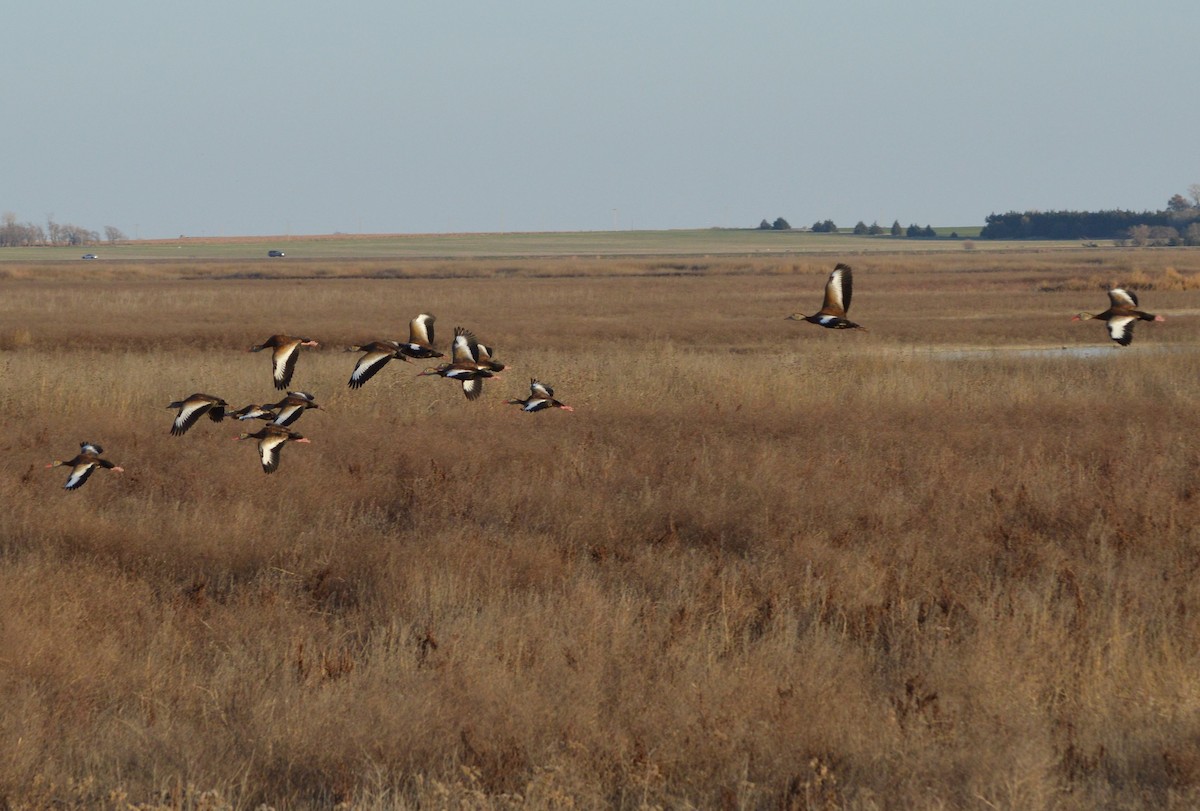 Dendrocigna beccorosso - ML645472280